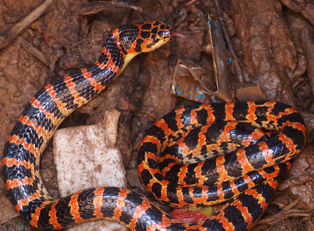 河南深山之中四大毒蛇,毒性不低于银环蛇,你认识几种呢?
