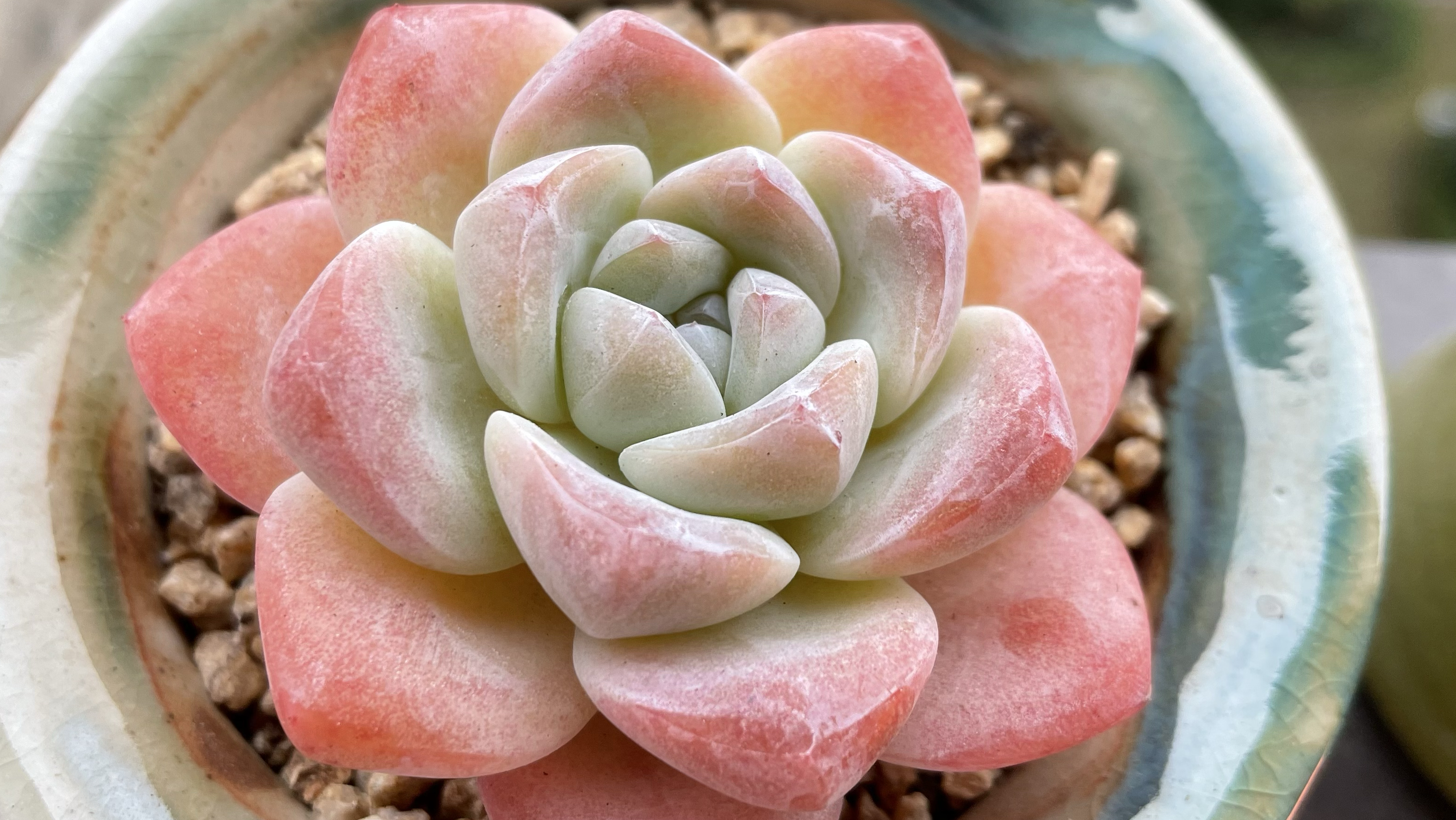 冰玉一个月的时间变化可以有多大!新手养多肉获得了快乐