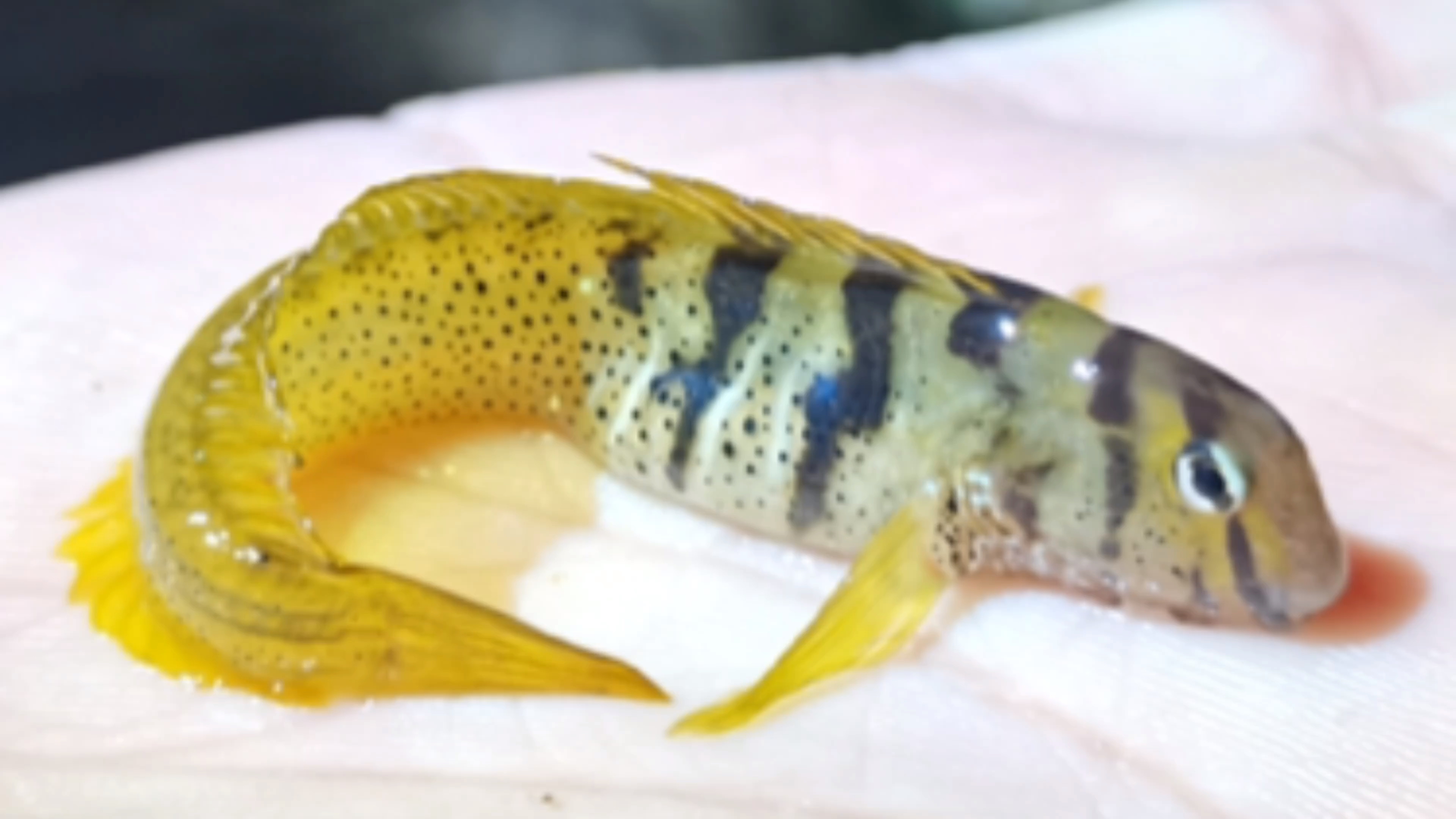 大连赶海:赶夜海抓到漂亮的小鱼还有螃蟹辣螺八爪鱼海星种类很多