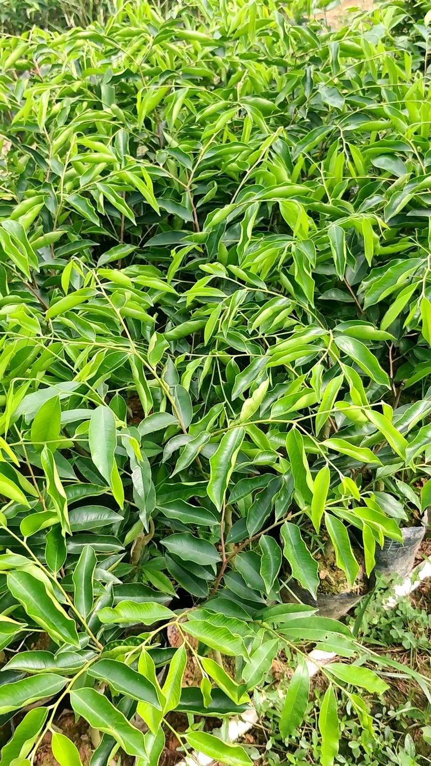 正宗虎斑棋奇楠苗二代苗母树已死