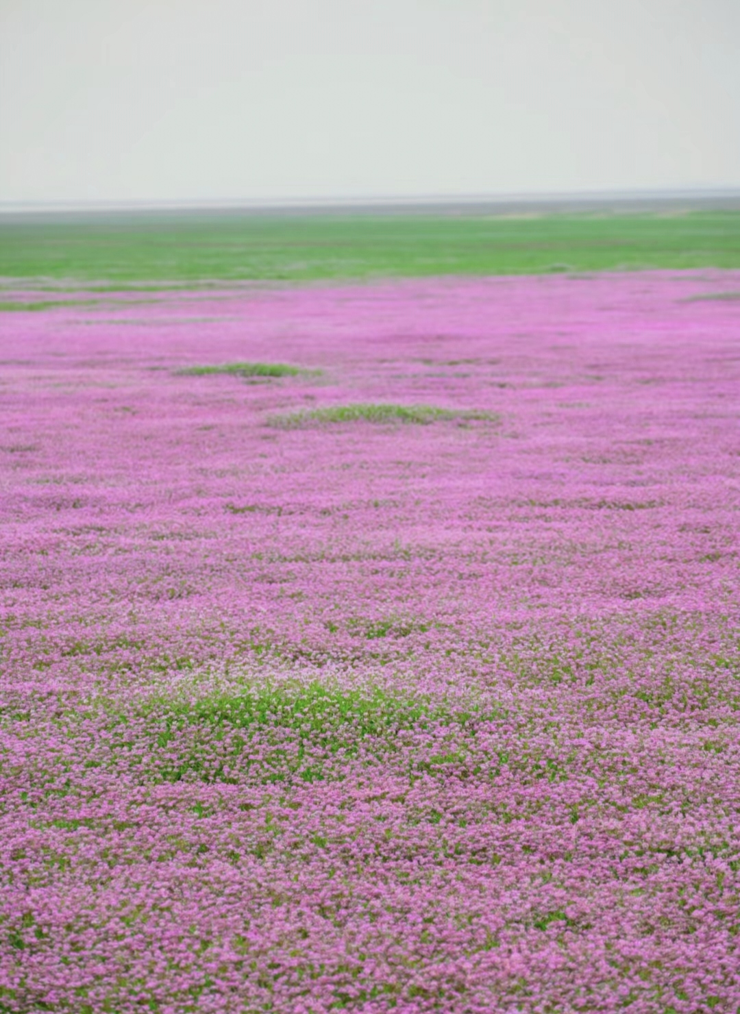 鄱阳湖花海图片