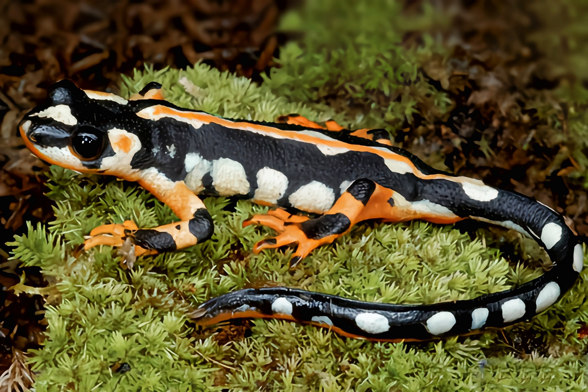 每天认识一种动物——帝王蝾螈 帝王蝾螈别名星斑螈,是伊朗特有物种