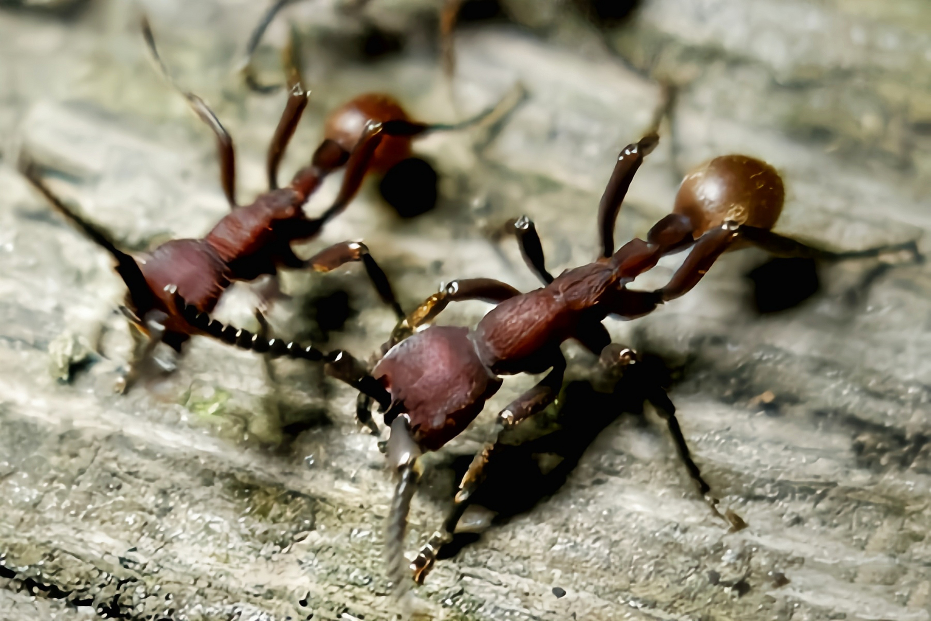 拥有厚重的装甲,无固定巢穴,以捕食其他种类的蚂蚁为生
