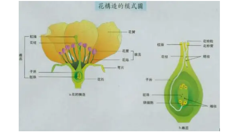 花各部分的功能分别是什么