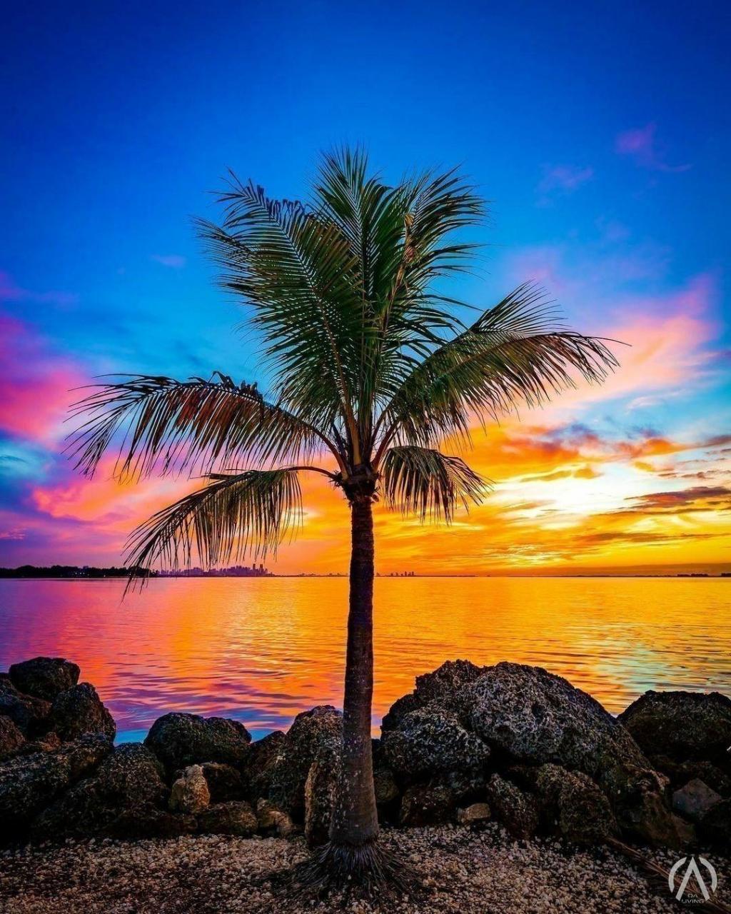 夕阳下的椰子树,格外的美