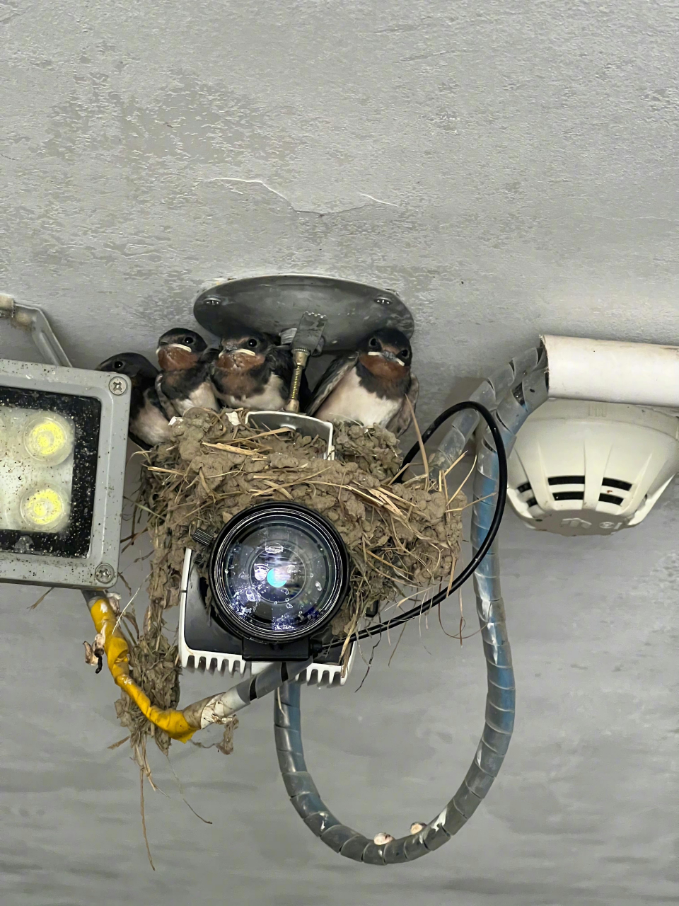 漆黑的夜里,不单单有摄像头监视你,还有四双明亮的黑眼睛注视着你,问