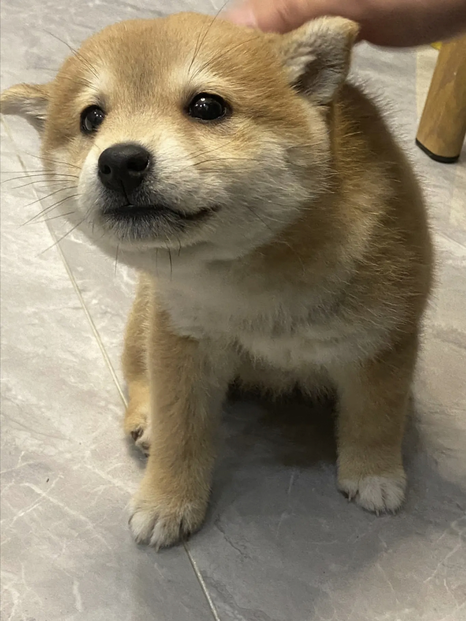 好可爱的柴犬,摸一下就飞机耳!#狗狗