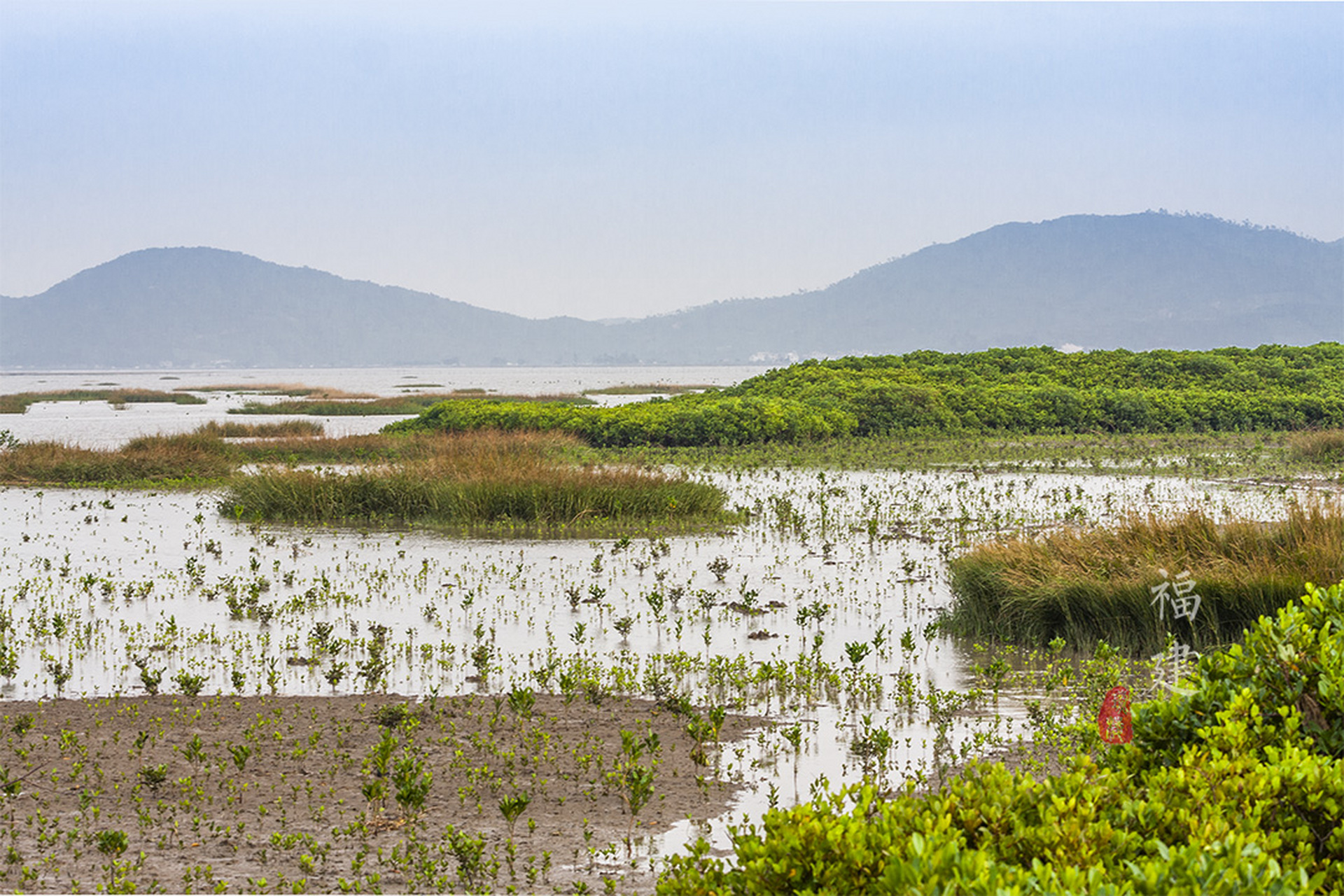 最大,最好的红树林  漳江口红树林位于漳州市云霄县漳江的入海口,是