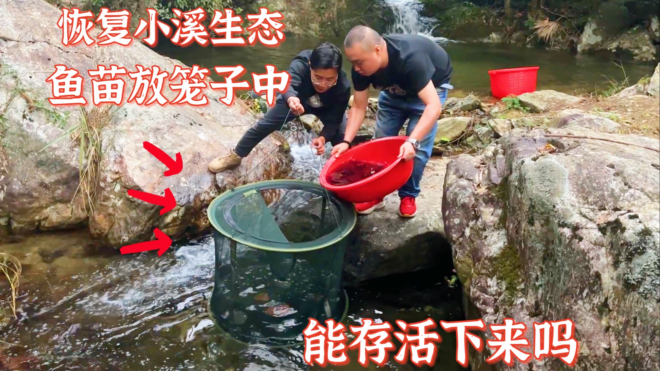 恢复深山小溪生态第27天,用渔网来养草鱼苗。甲鱼也没出现问题