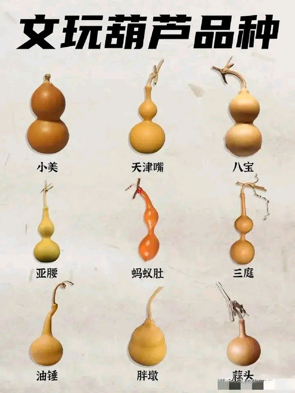 文玩葫芦种类图解图片