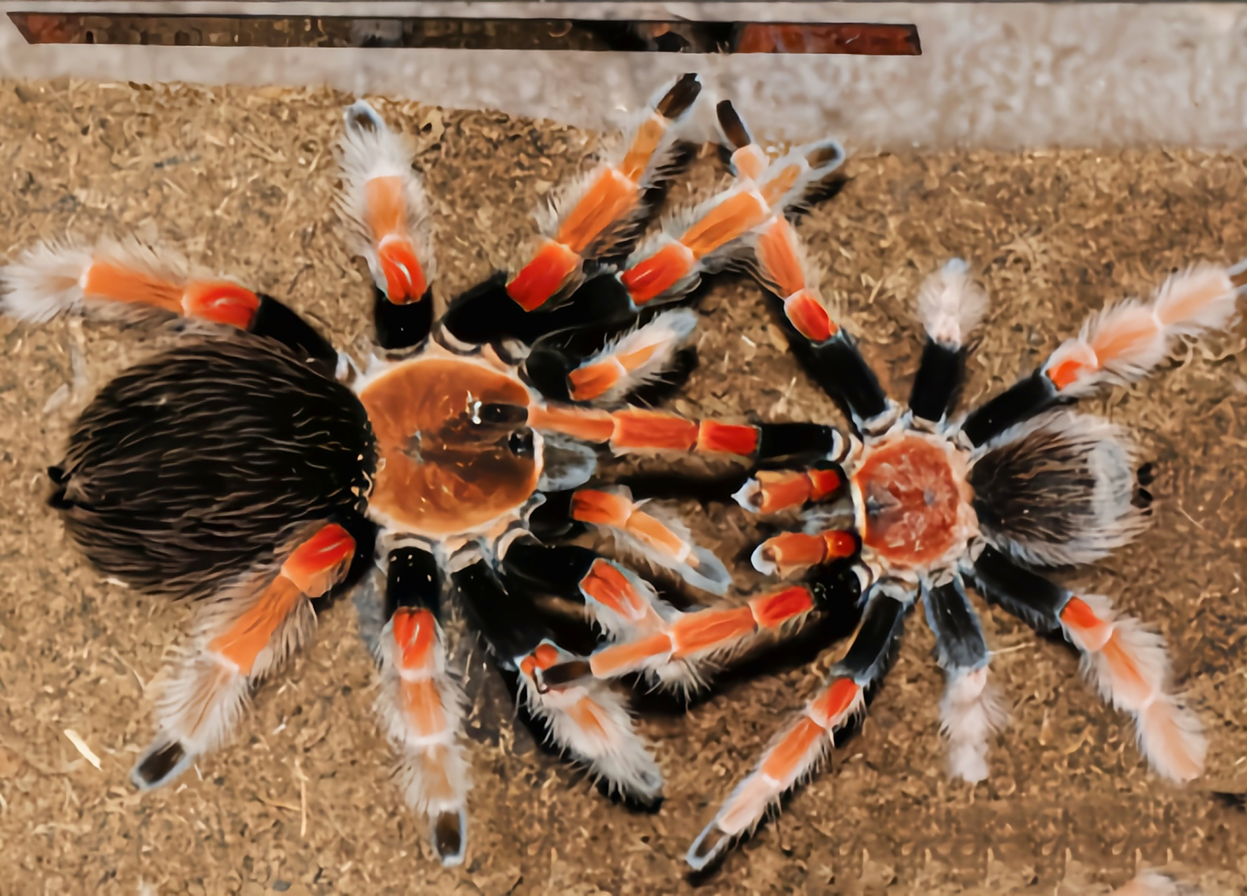 每天认识一种动物——墨西哥火脚蛛 墨西火脚蛛是蜘蛛目,捕鸟蛛科,短