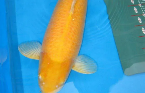 黄肉鲤鱼是什么品种