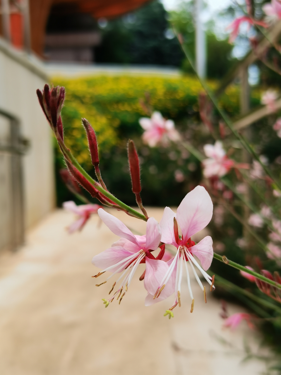 94山桃草花萼片为淡粉红色,花瓣为白色或粉红色,花期5-9月,果期8-9