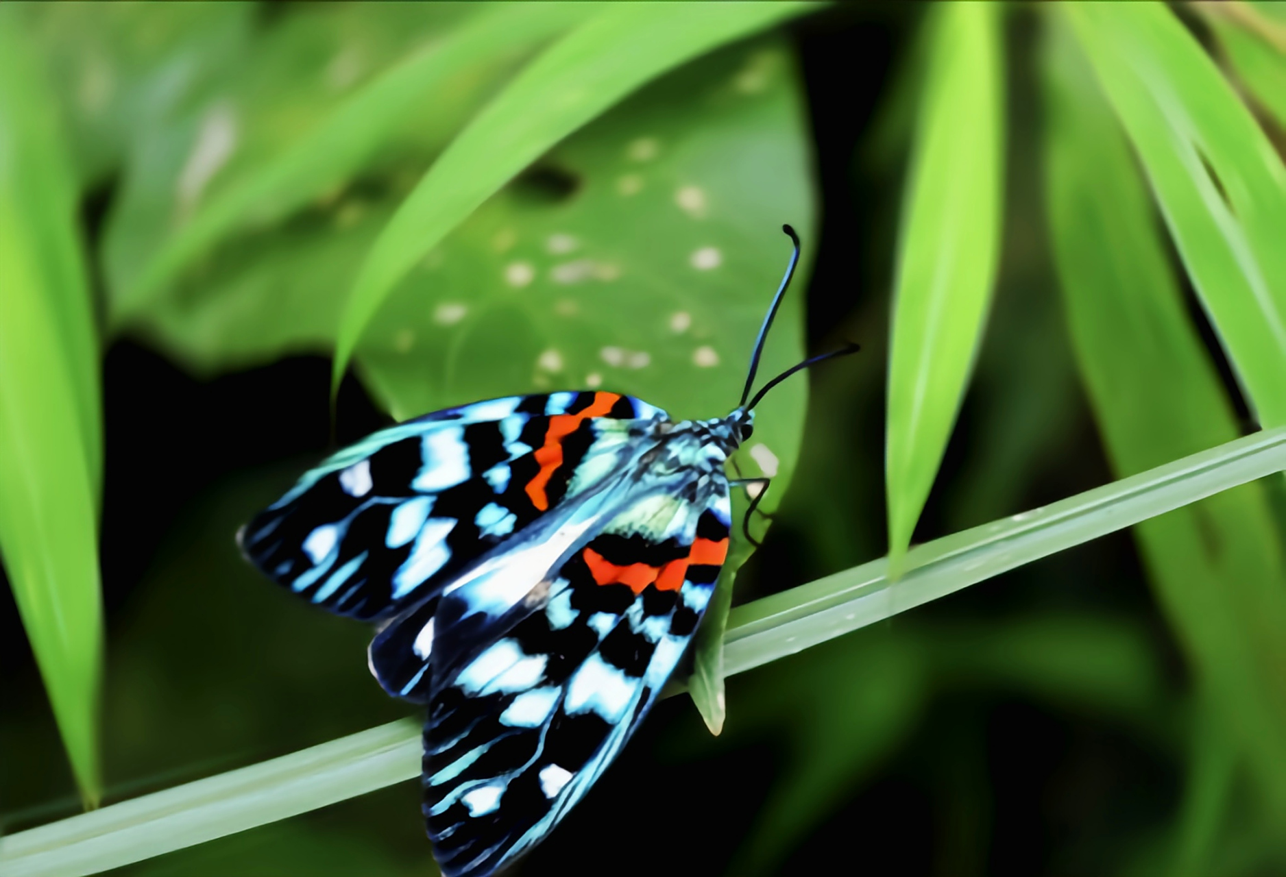 每天认识一种昆虫——华庆锦斑蛾 华庆锦斑蛾,是鳞翅目,斑蛾科昆虫.