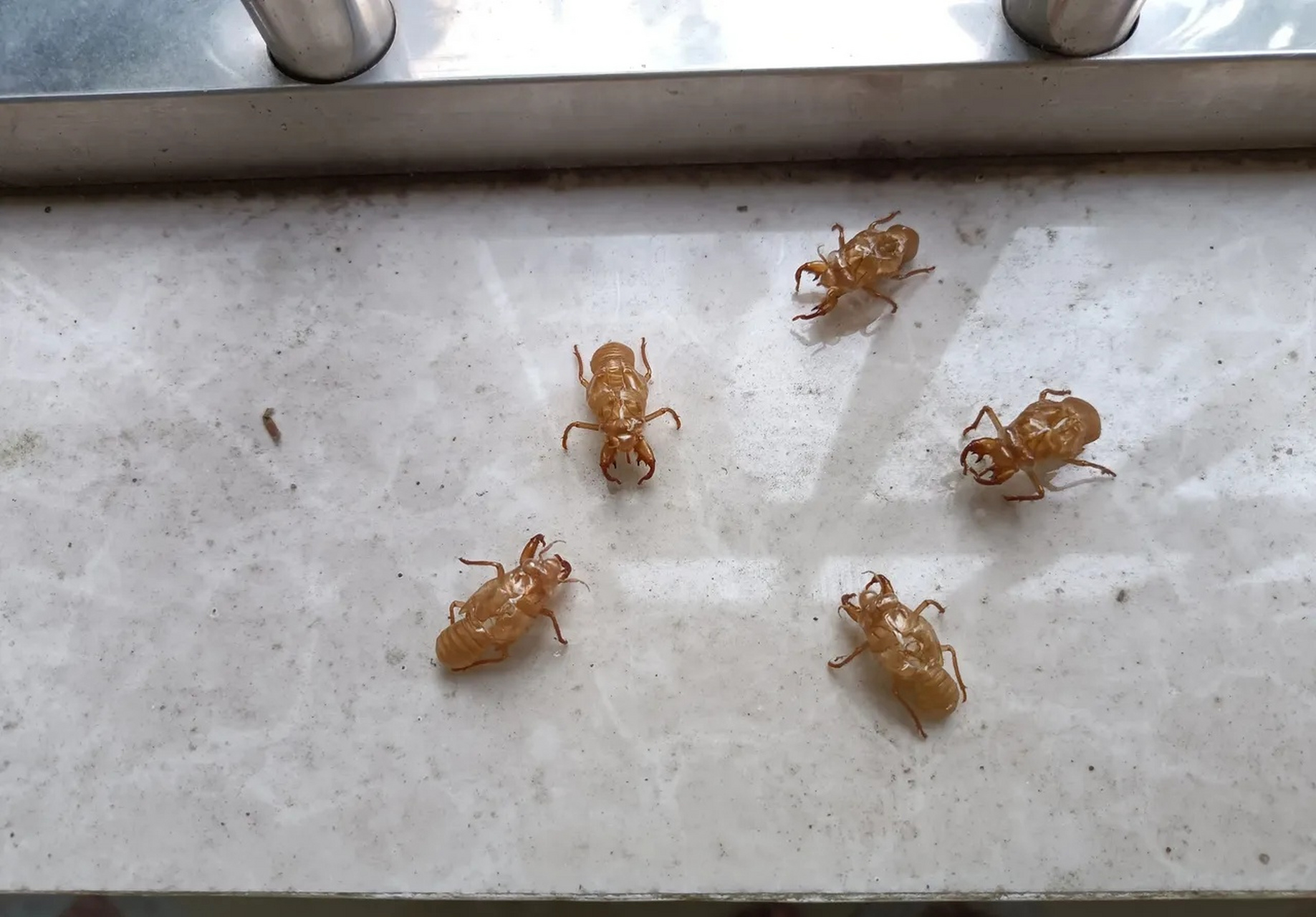 昨天去爬山,在路边的松树上看到有虫壳觉得好看,随手摘了几个下来拿