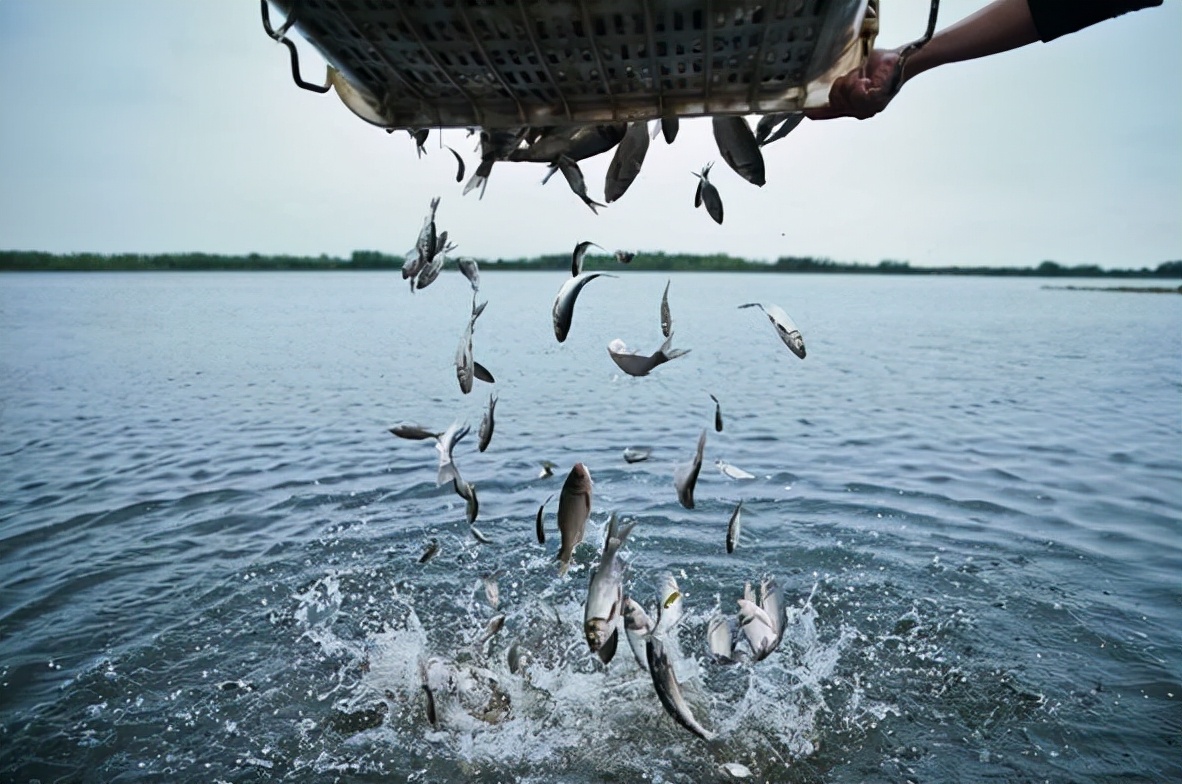 2022年上半年骆马湖将进行增殖流放3.51万斤鱼