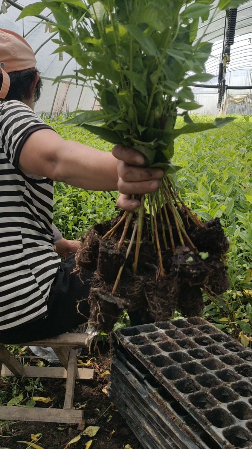 吉塞拉砧木苗,基质穴盘苗,移栽成活率高!