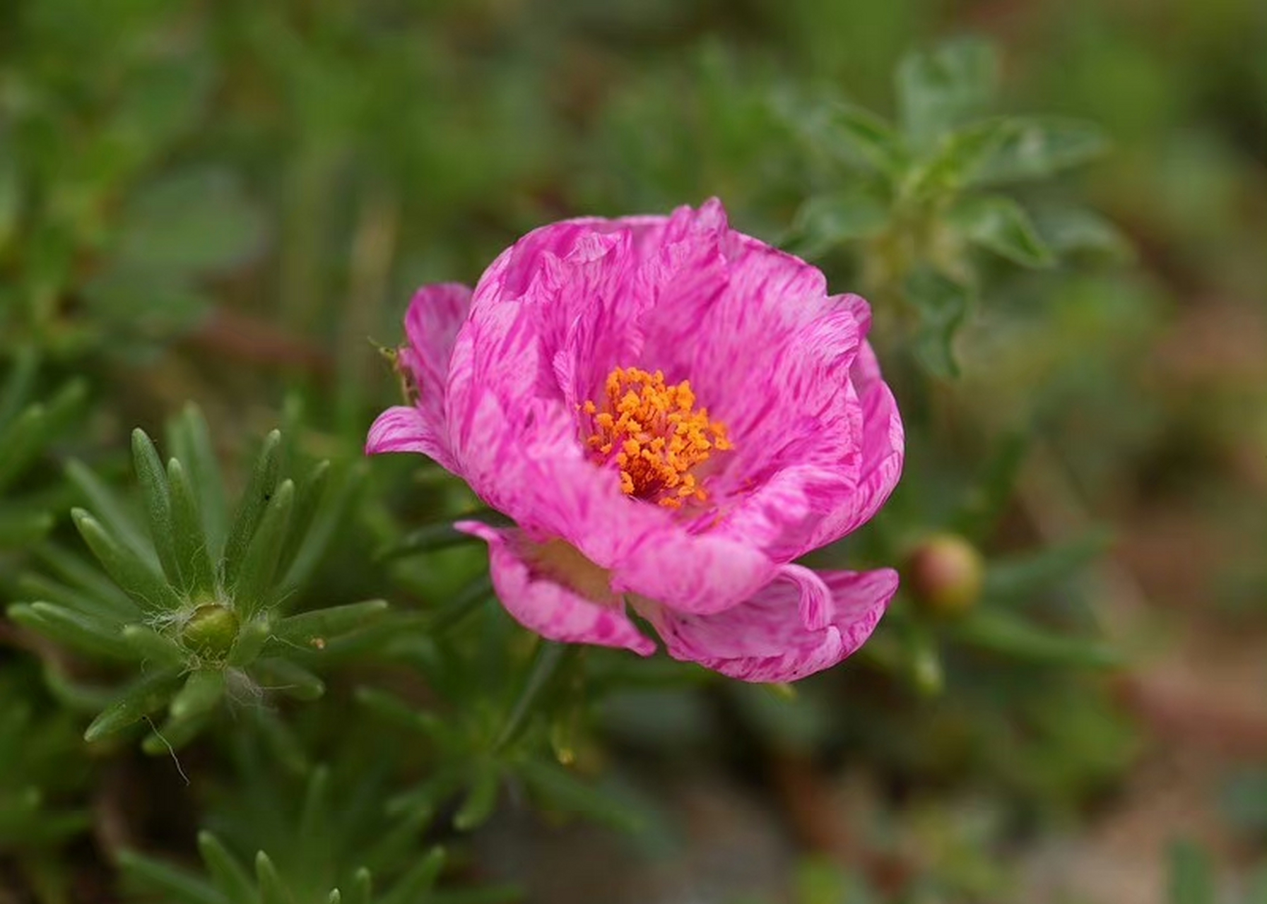 大花马齿苋(portulaca grandiflora),马齿苋科马齿苋属.摄于山东烟台.