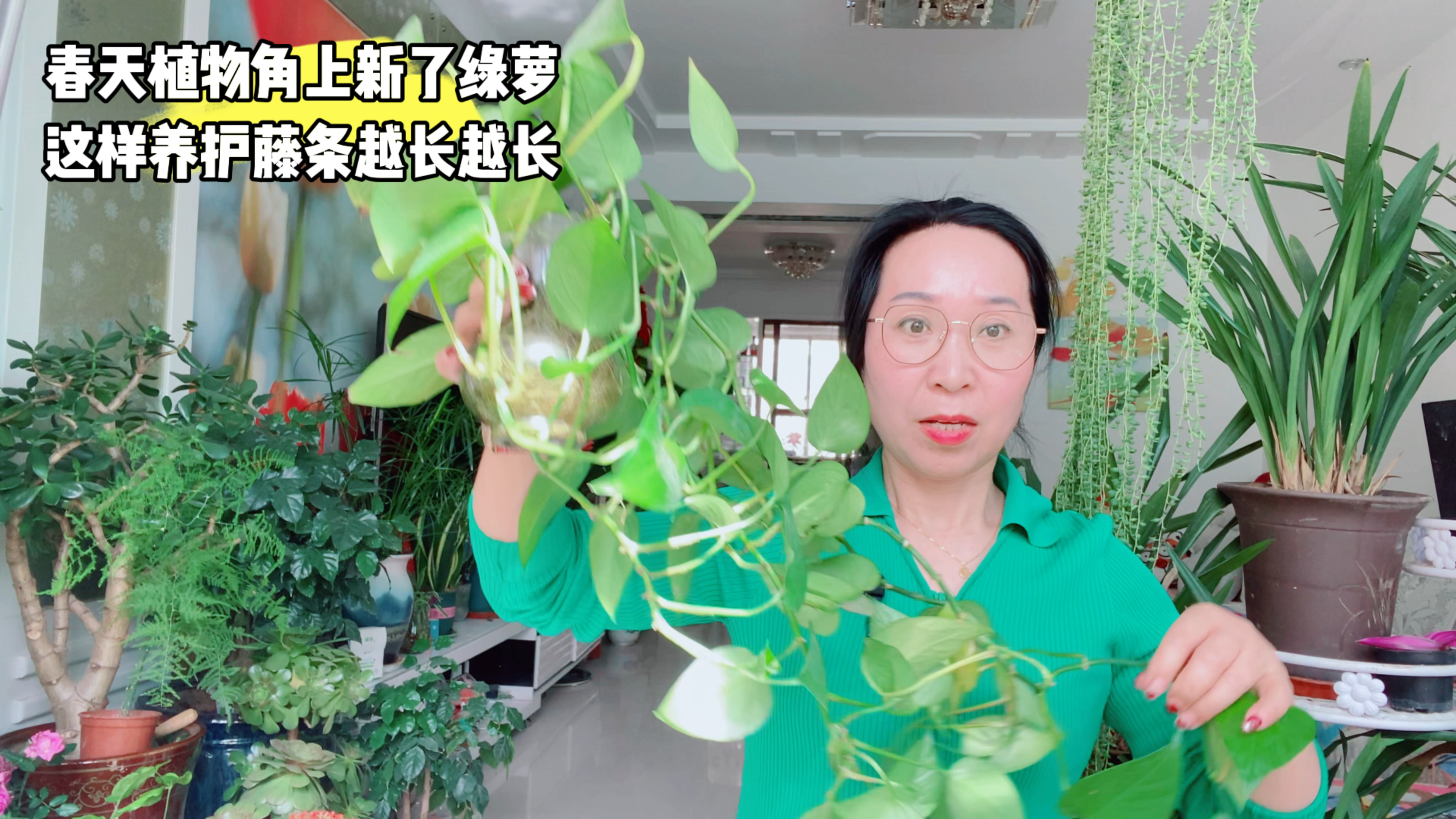 春天水培绿萝这样养护,藤条越长越长,生长旺盛!