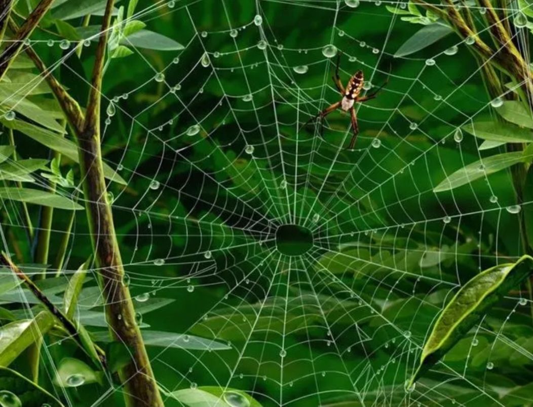 蜘蛛织网,是为了困住其他动物,而你织的网有没有困住自己?
