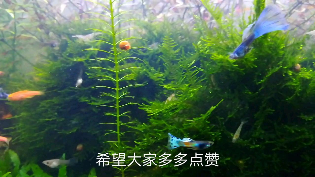 春天繁殖的孔雀鱼,发现变异新品种,大家看看好不好!