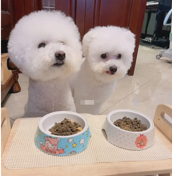 著名比熊"玩具犬"品种揭秘,别傻傻不知道