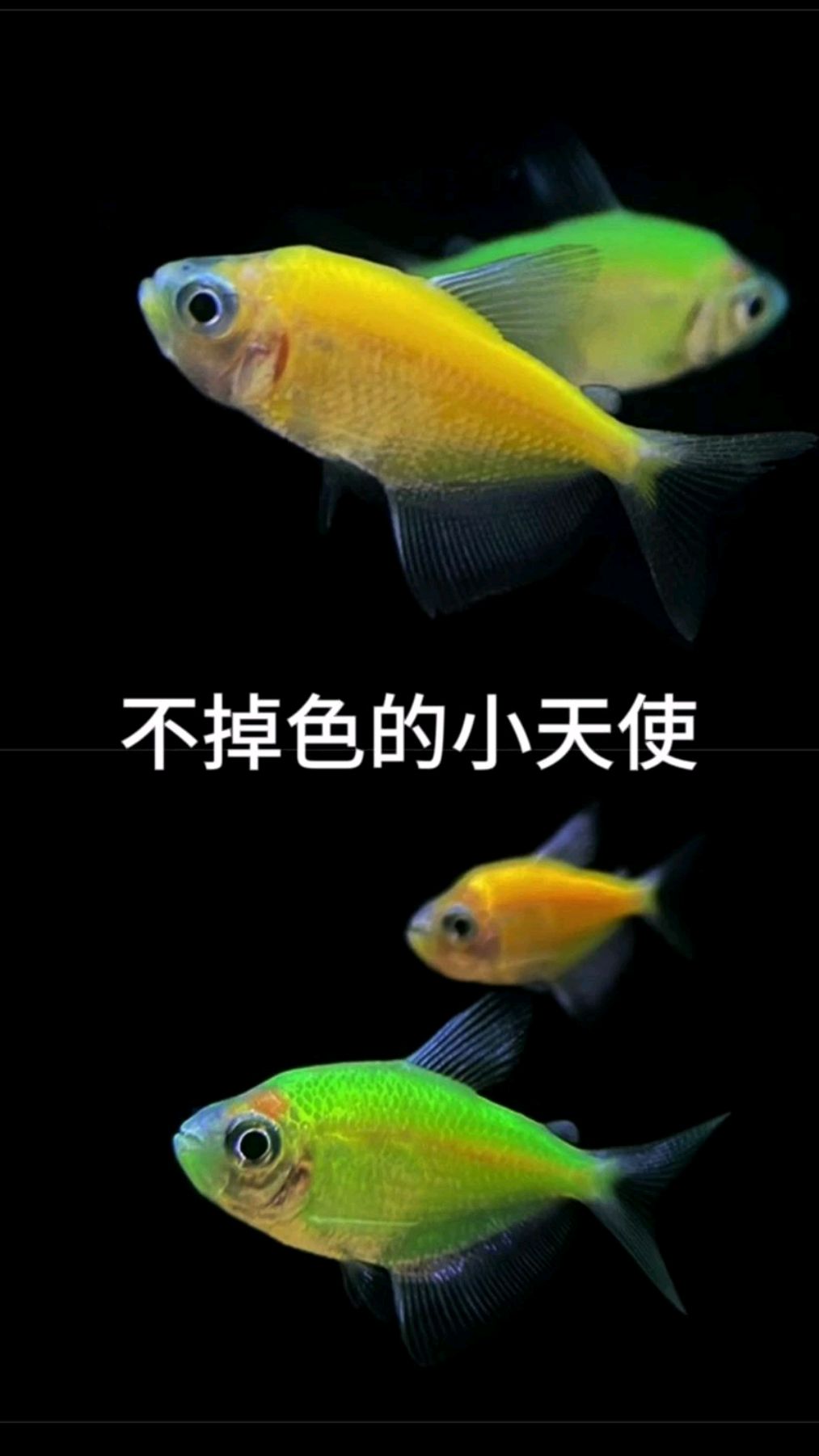 不掉色的天使鱼,送给心爱的人,养鱼必选