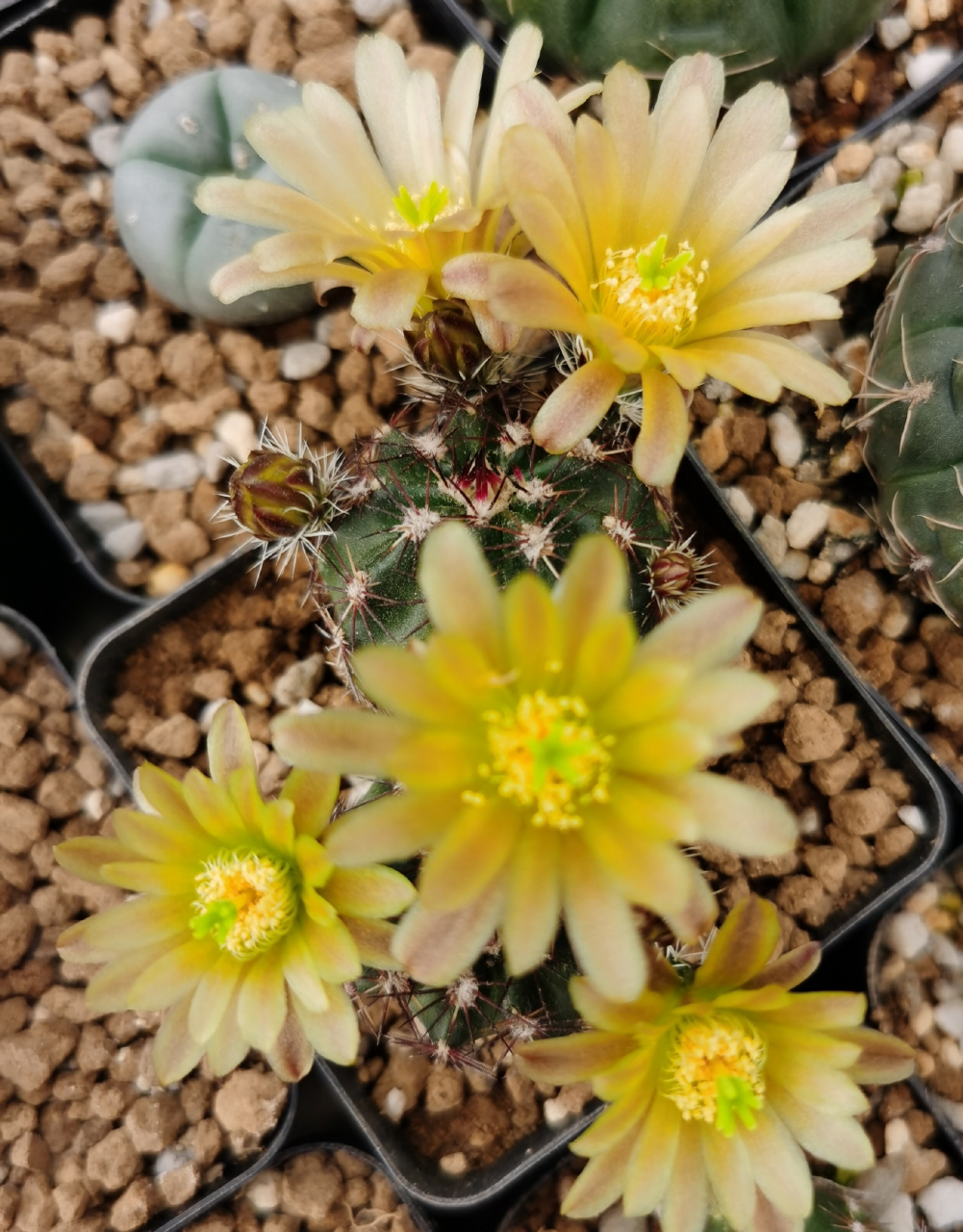 虾属仙人球花,看到这种仙人球 千万离远点!