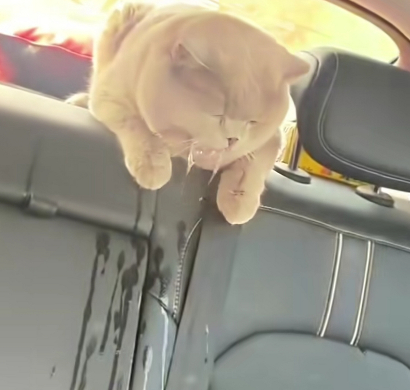 猫咪晕车很难受,哈喇子流了一车后座这表情,好像在说"你这开车技术不