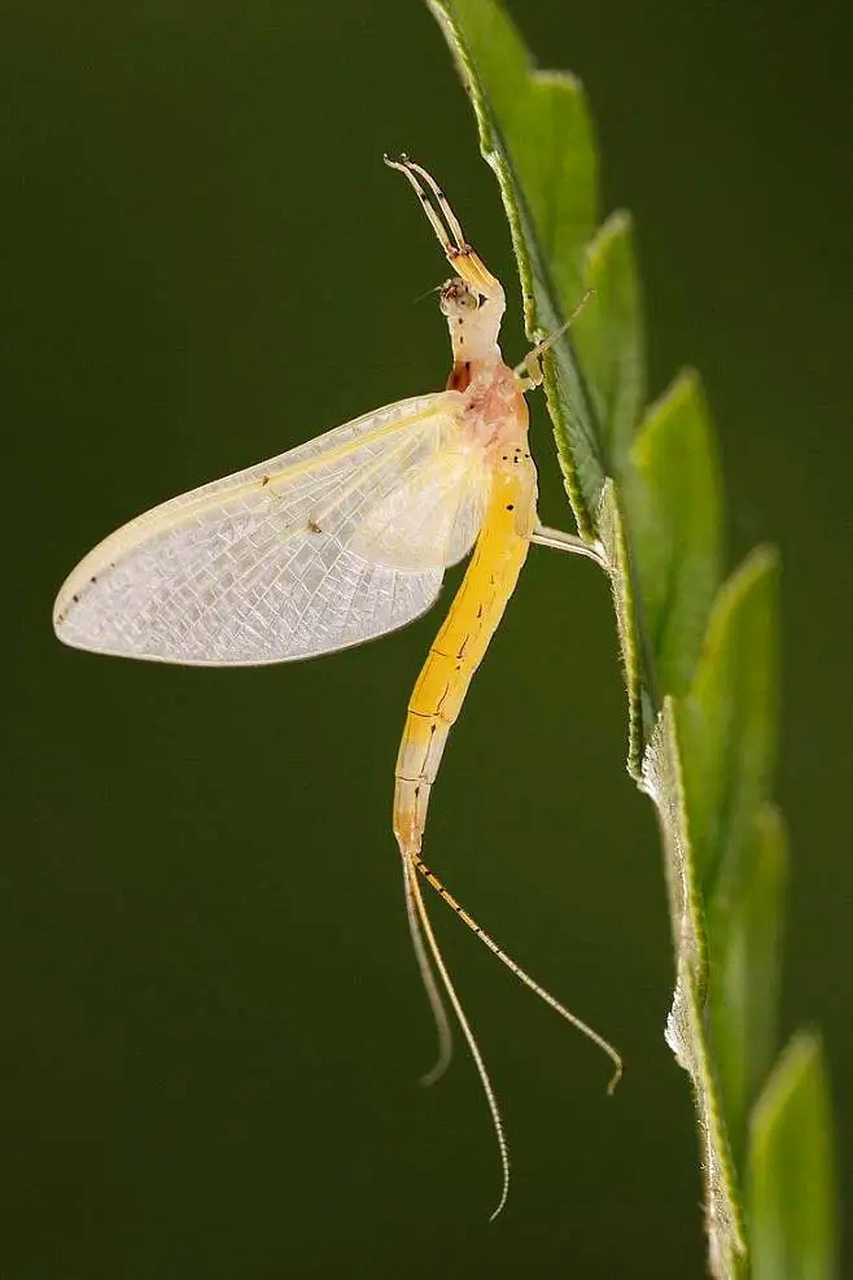 蜉蝣的美丽与短暂,生命的故事在镜头下绽放  你是否注意过那些在阳光