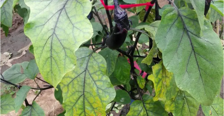 茄子叶子突然蔫了是咋回事呢