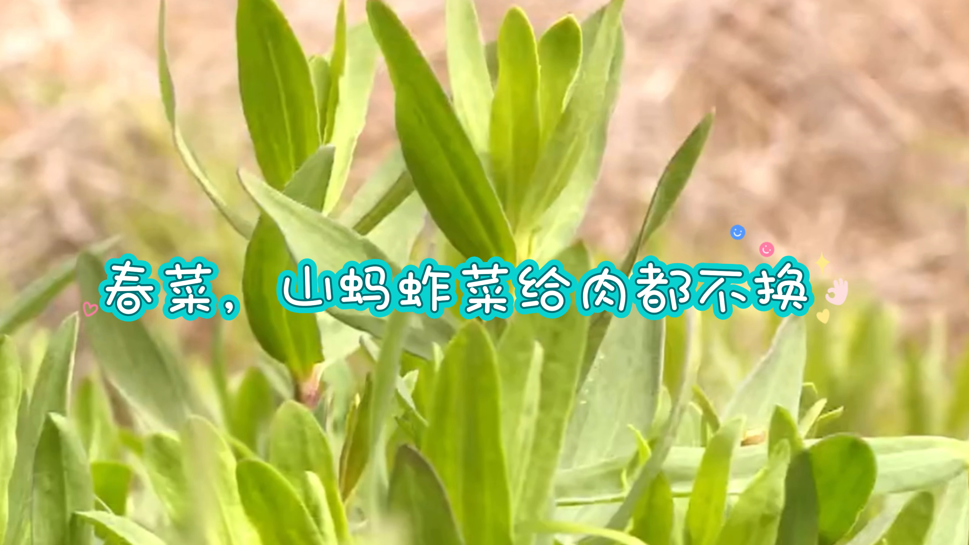 春菜美味,山蚂蚱菜究竟有何特别之处?为啥给肉都不换?