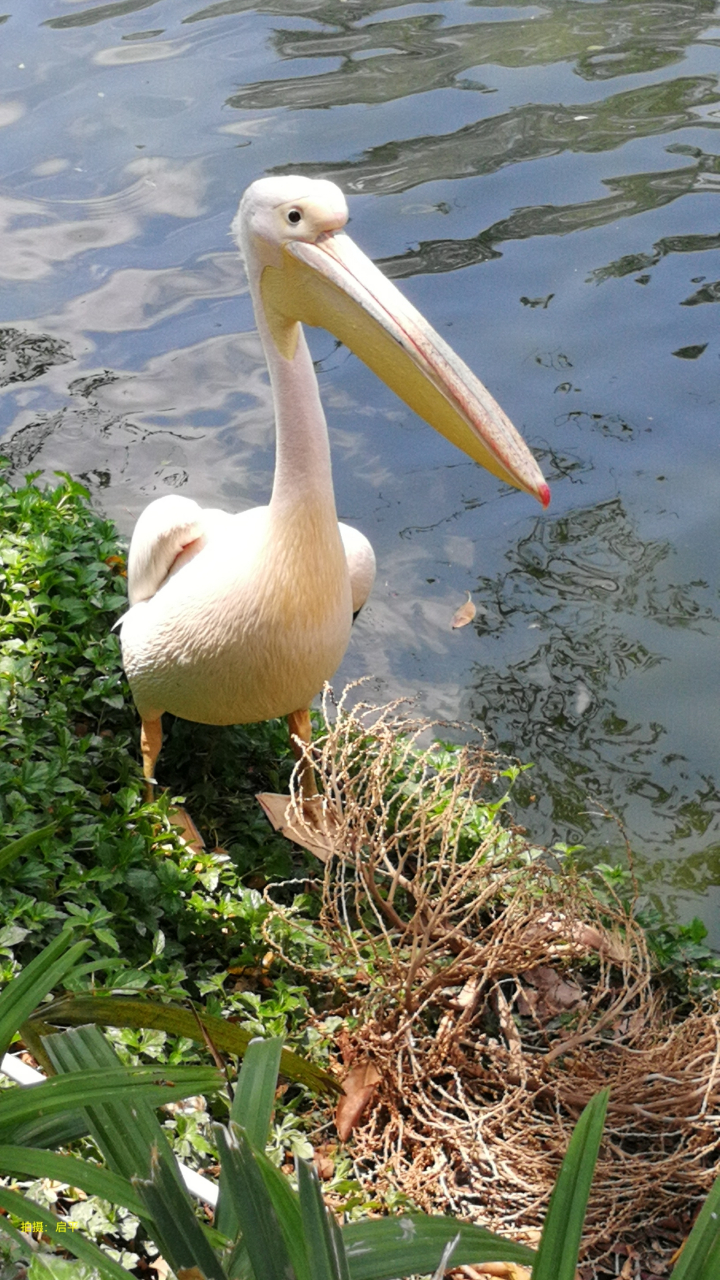 失独鸳鸯水中漂, 唯有相思似春色. 白毛长嘴白鹈鹕, 独立岸边待哺食.