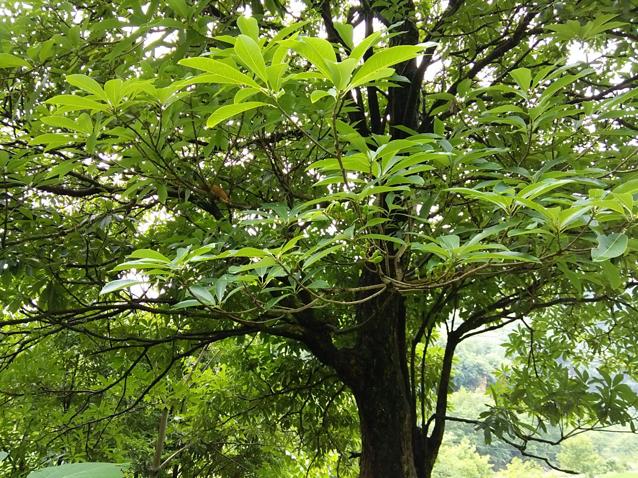 贵如黄金的金丝楠木:树苗12元为何没人种植?