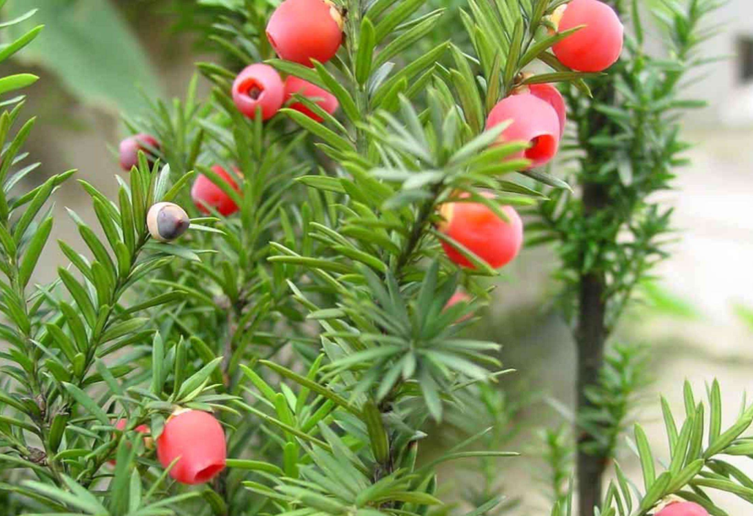 常见的10种裸子植物