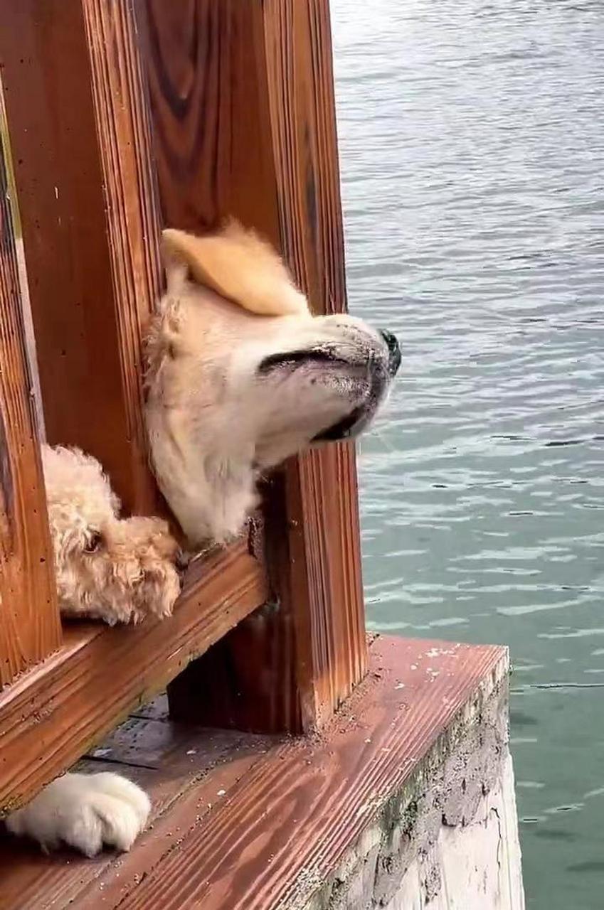 狗子的头被卡住了出不来,关键是旁边还有一只泰迪.