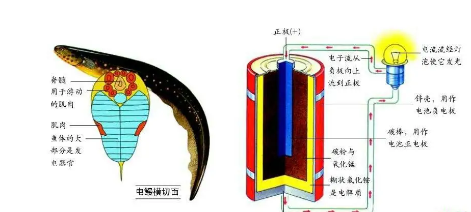 仿生學的10個例子