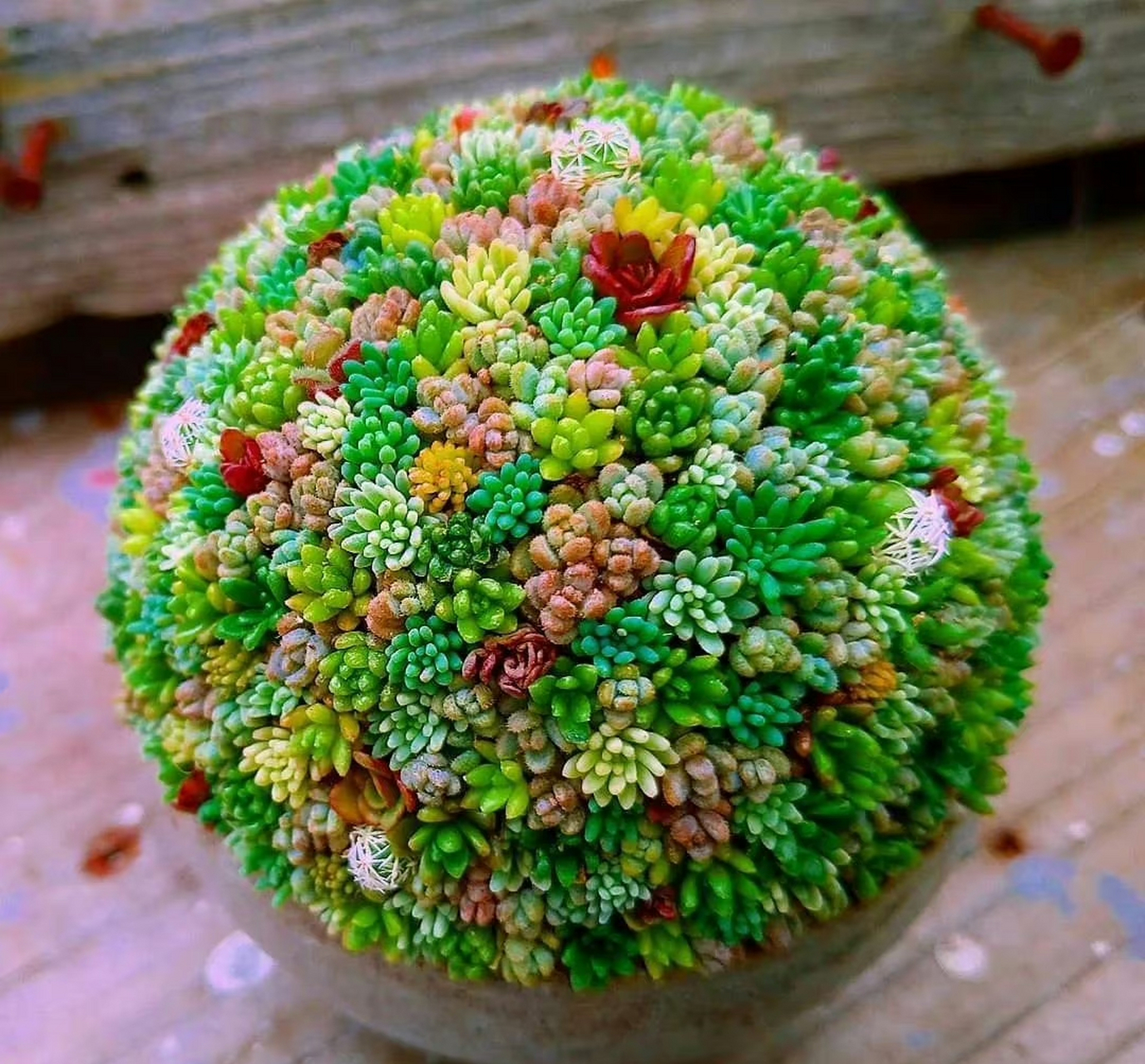 看看人家多肉植物爱好者打理的肉球球,简直太漂亮了! 67