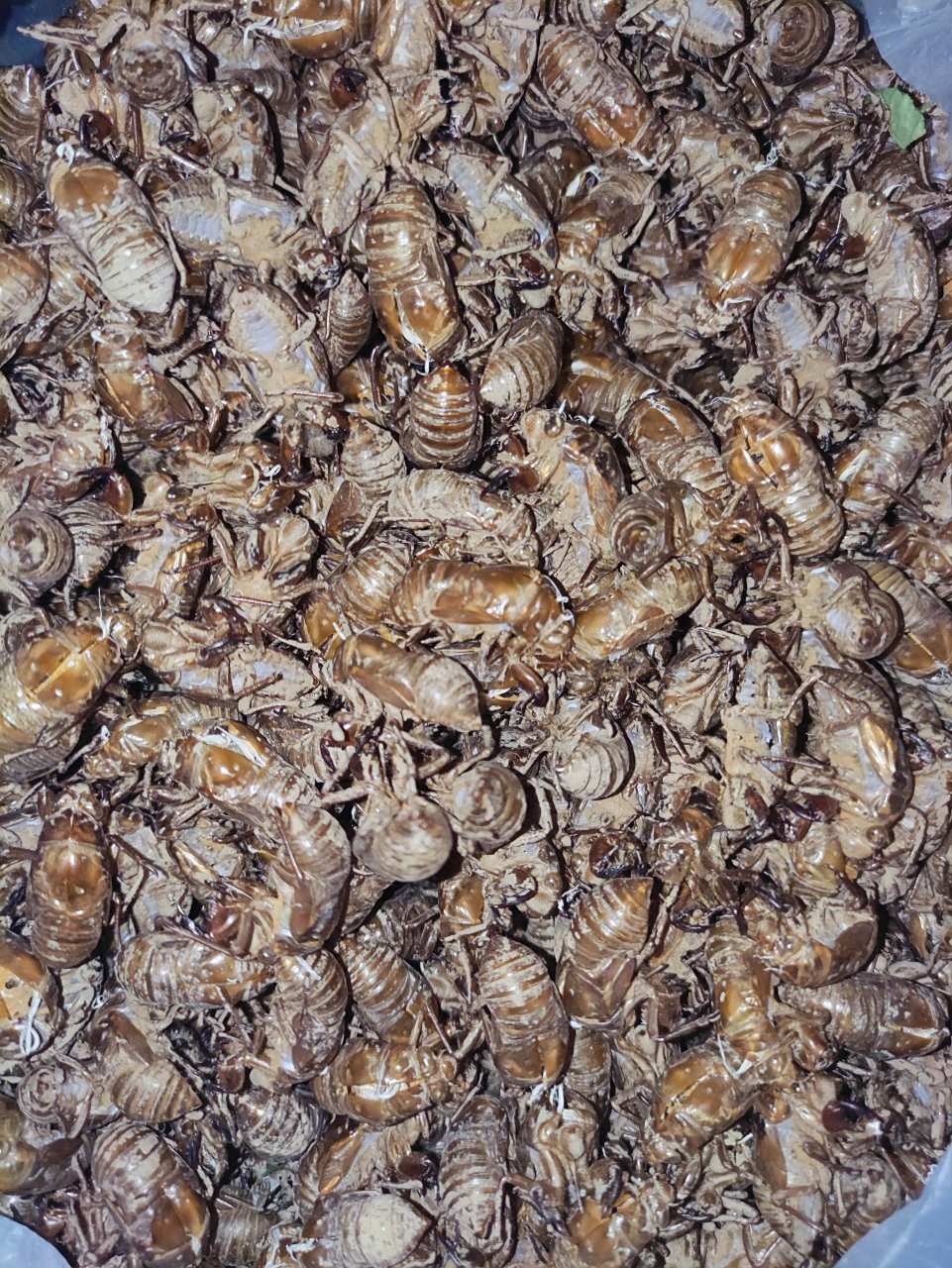 五斤装知了壳,没有过水,都是晾干新鲜的,从树林里刚刚捡的,诚信第一!