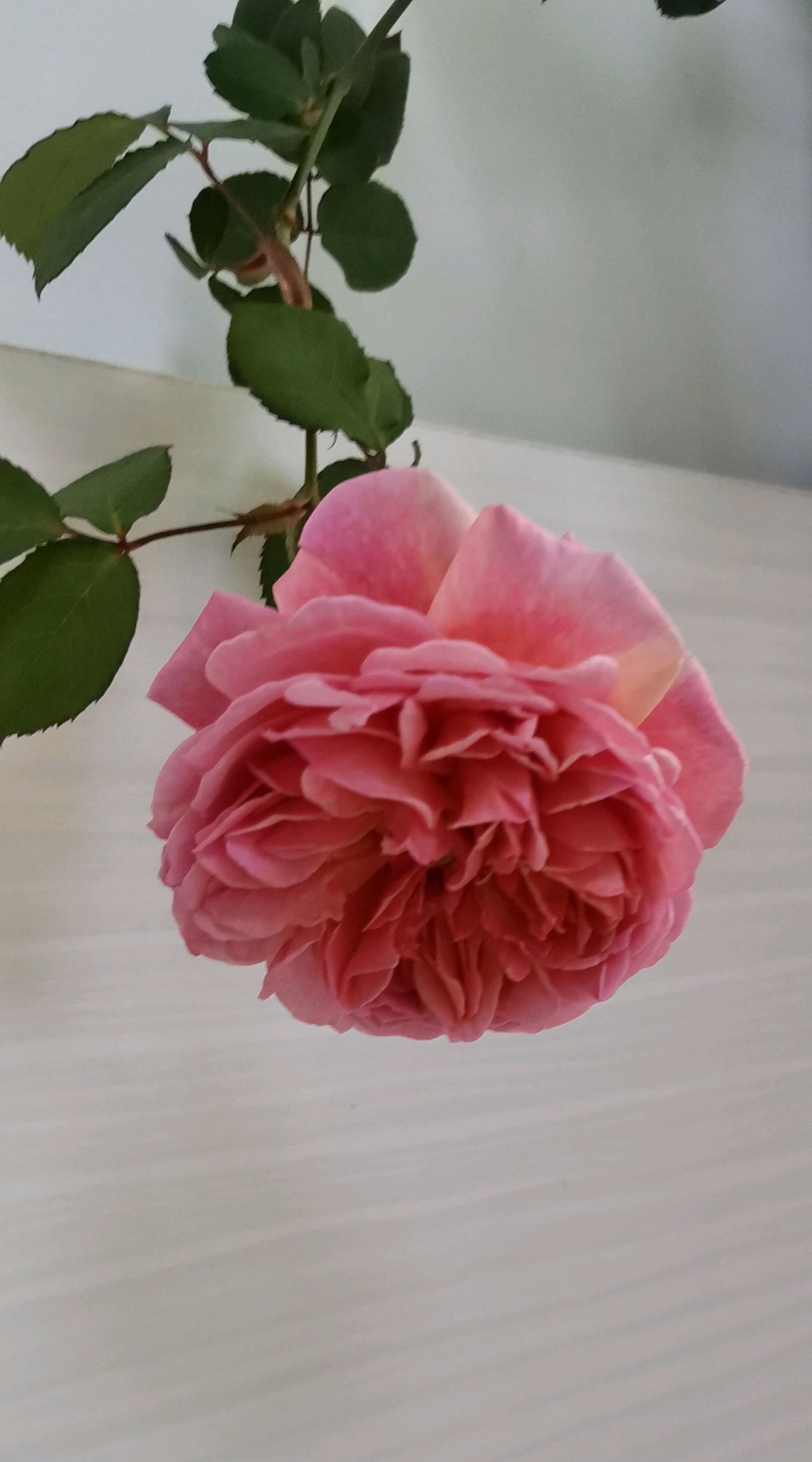 香织装饰是被很多花友忽视的优秀的月季品种