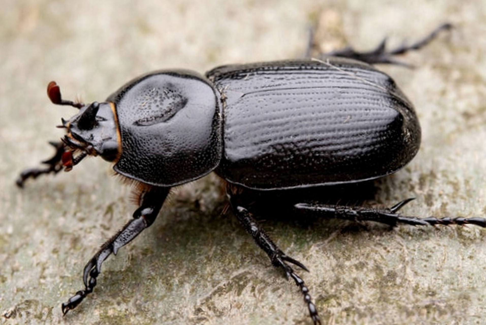 每天认识一种昆虫——中华晓扁犀金龟 中华晓扁犀金龟 是鞘翅目,金龟