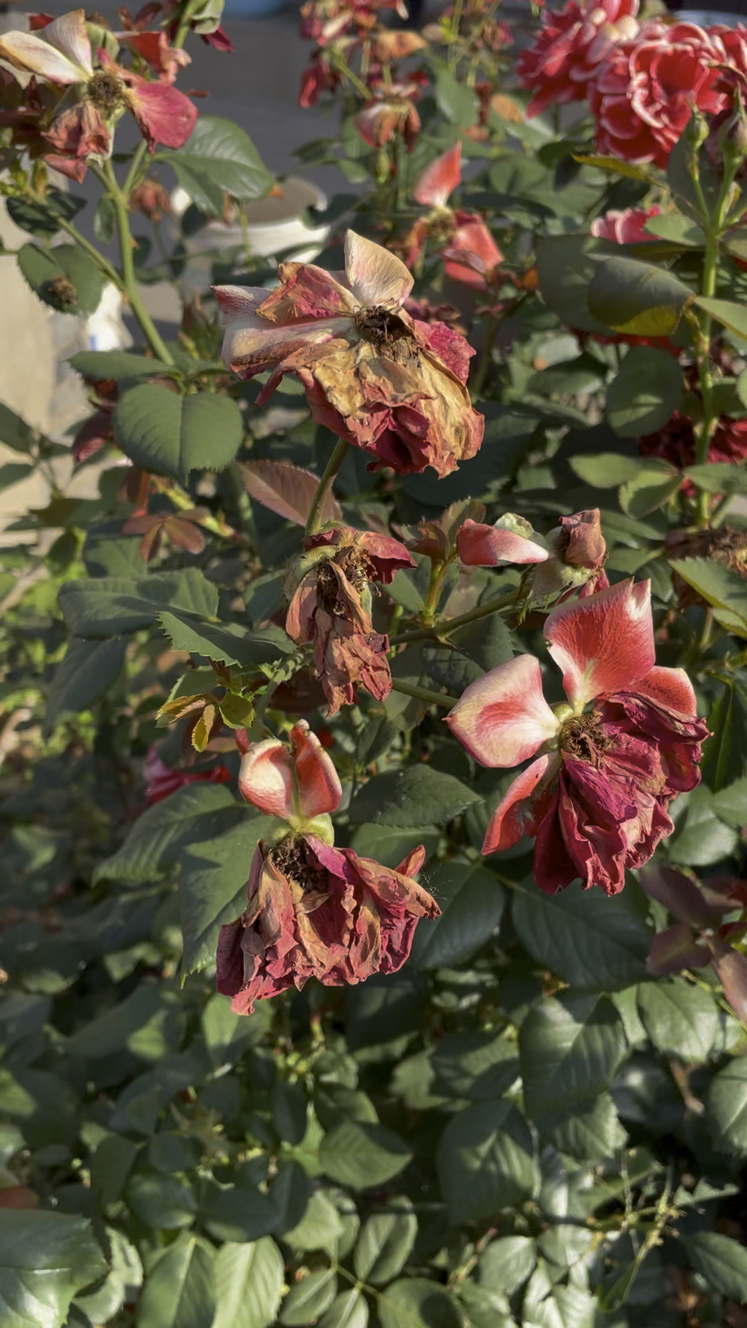 东风无力百花残