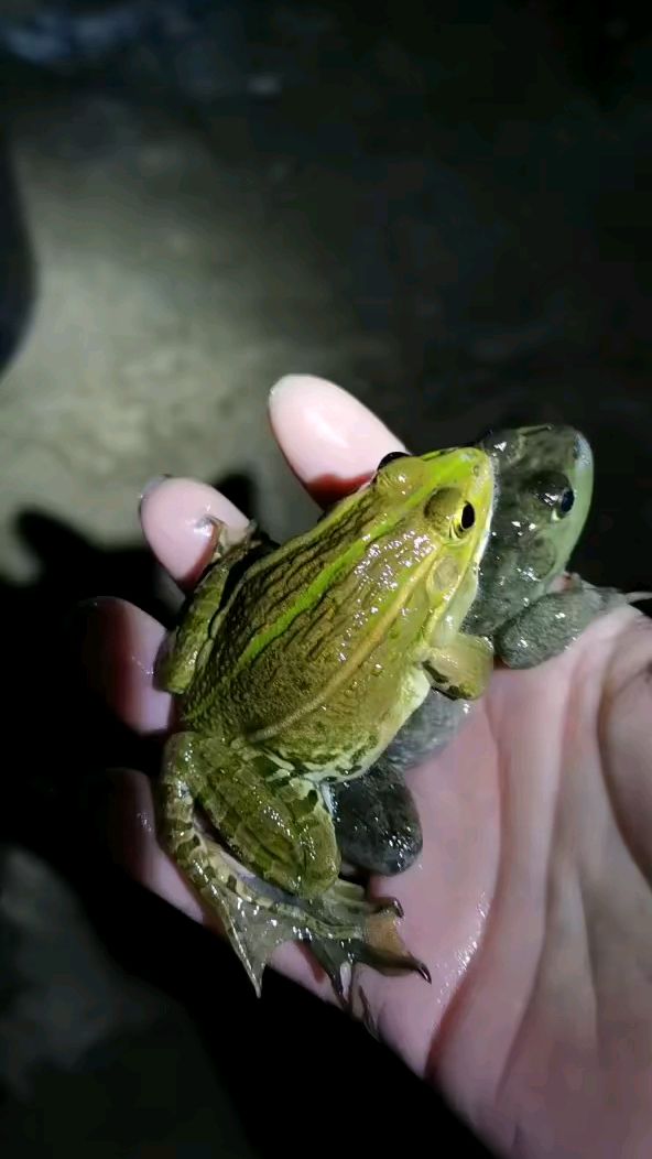 牛蛙与青蛙(黑斑蛙)抱对