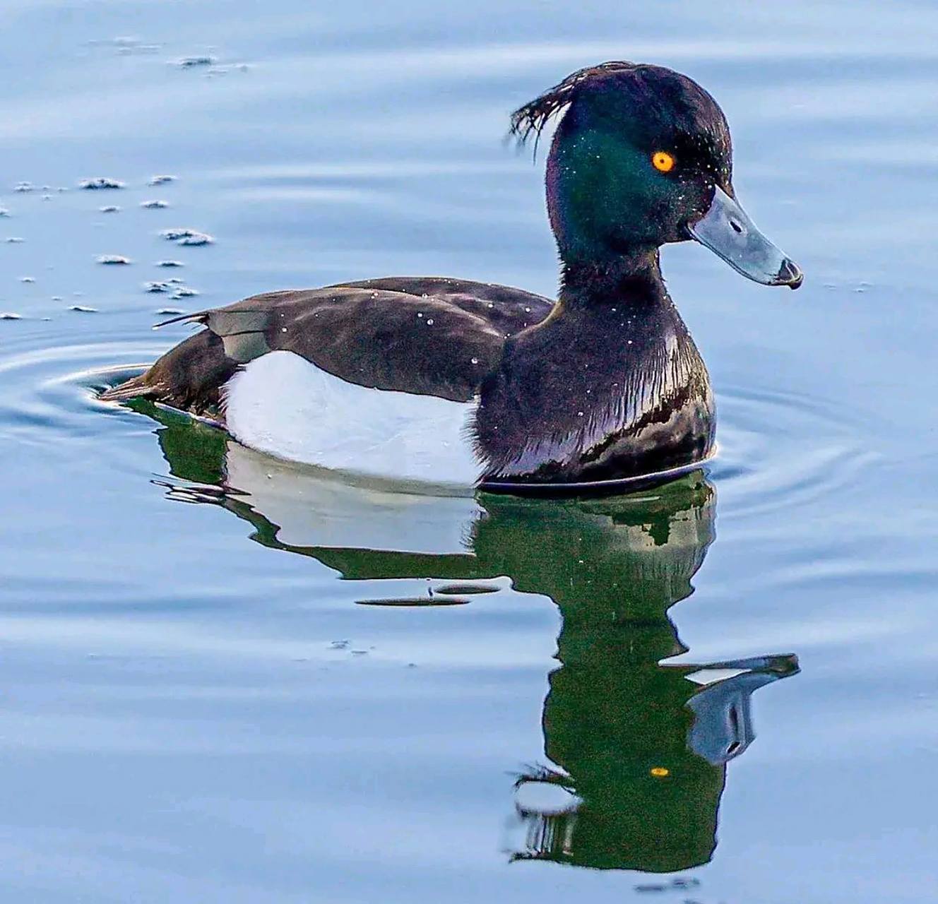 凤头潜鸭 tufted duck