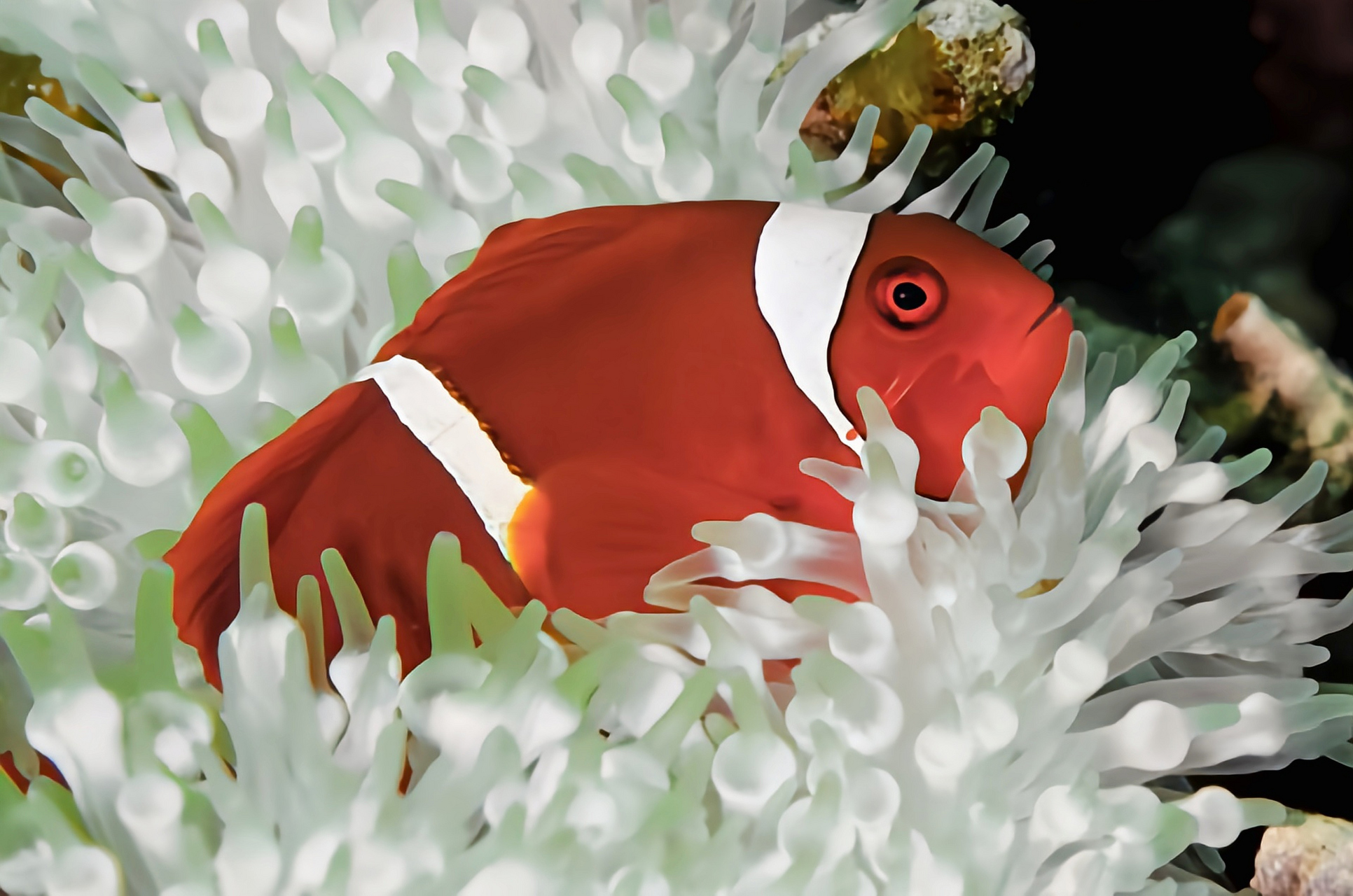 每天认识一种动物——金透红小丑鱼 金透红小丑鱼原产于太平洋