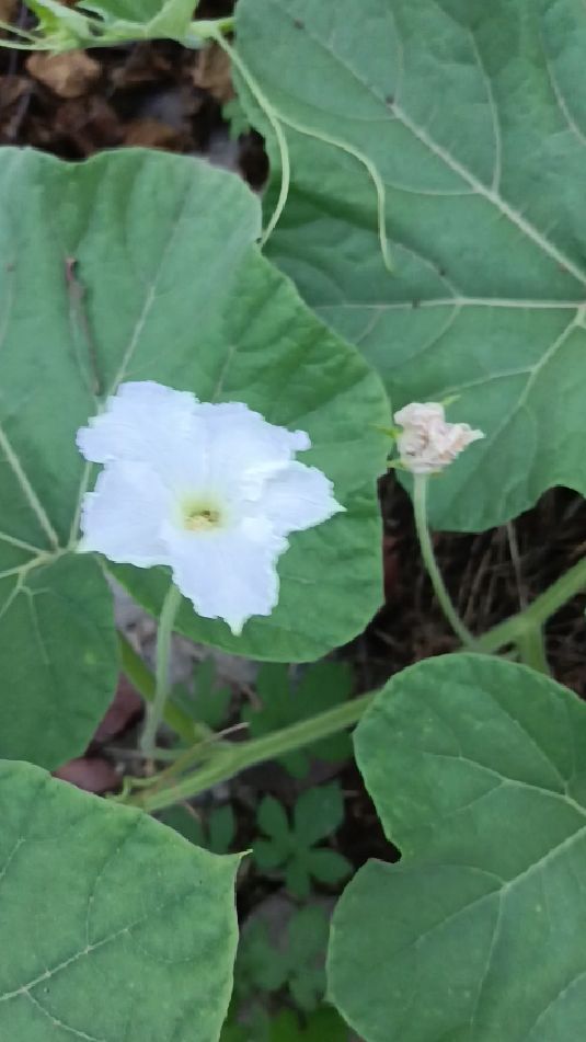 瓠子的小白花