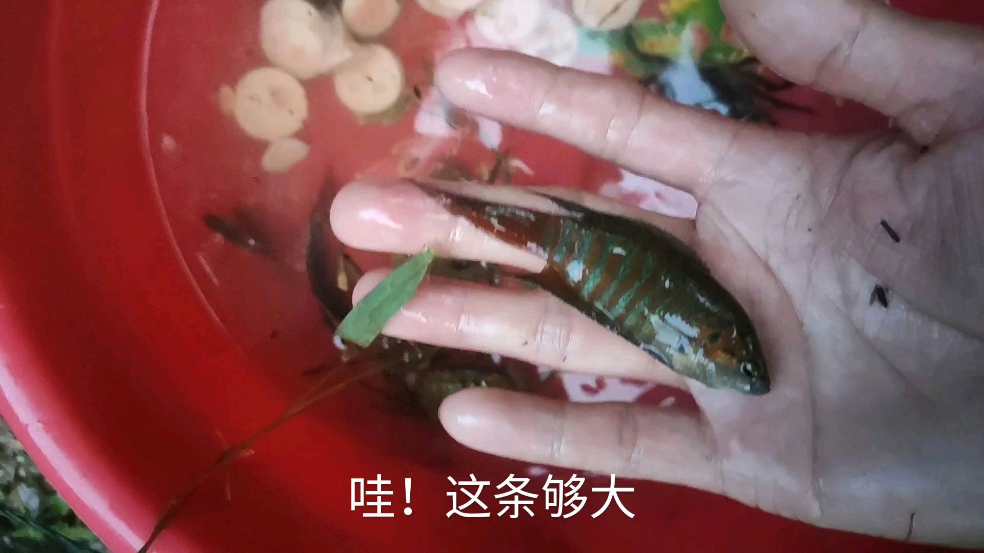 中午放了十个地笼,傍晚去收,抓一条超级肥大的野生斗鱼
