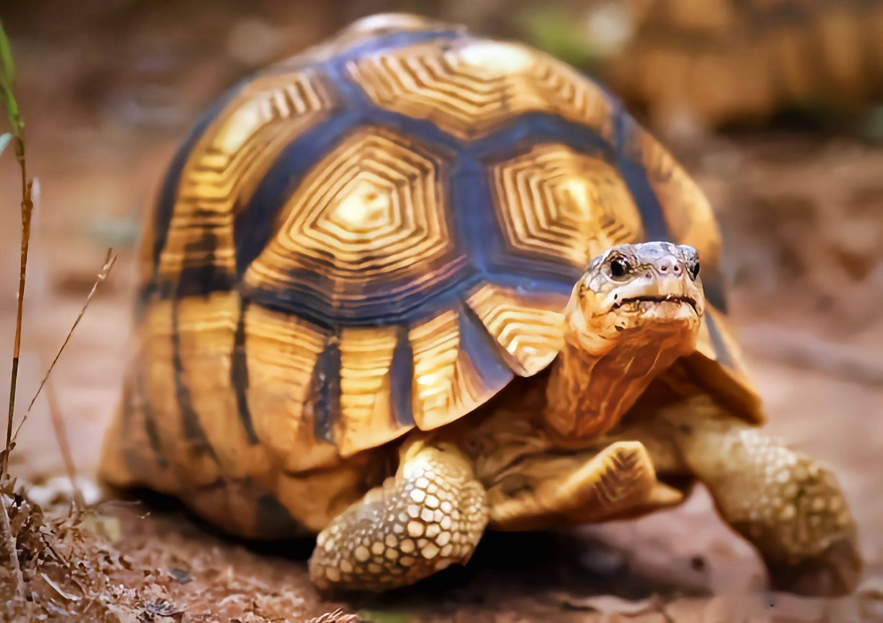 每天认识一种动物——安哥洛卡象龟 安哥洛卡象龟别名马达加斯加陆龟