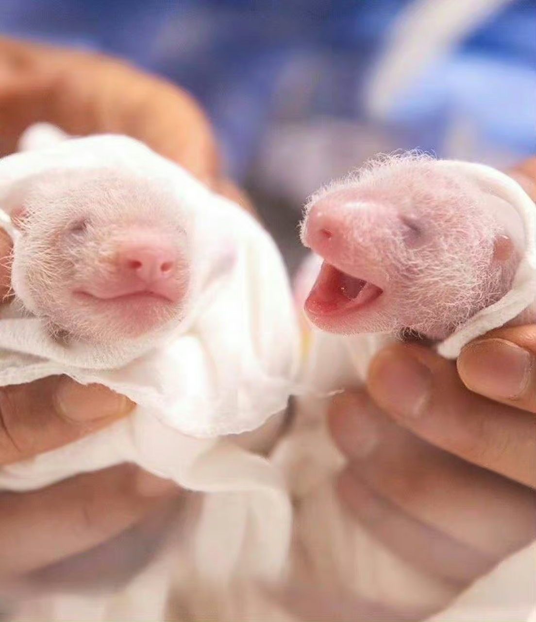 为啥熊猫幼崽[国宝]是粉色呢?