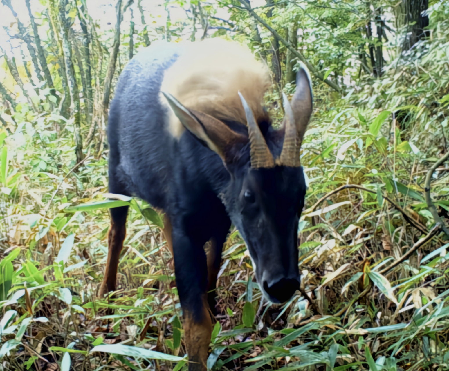 每天认识一种动物——中华鬣羚 中华鬣羚别名山驴子,四不像,在我国